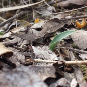 Glossodia major at Aranda, ACT - suppressed