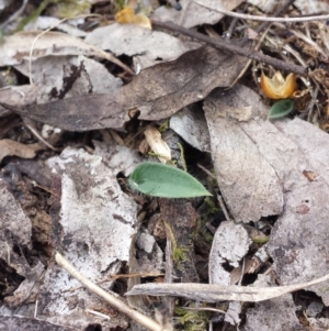 Glossodia major at Aranda, ACT - suppressed