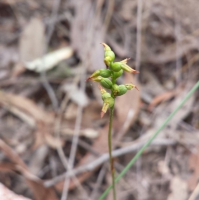 Corunastylis clivicola (Rufous midge orchid) at Canberra Central, ACT - 28 Mar 2016 by MattM