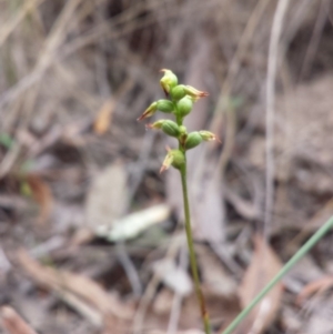 Corunastylis clivicola at Canberra Central, ACT - 29 Mar 2016