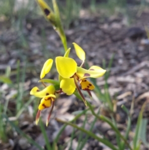 Diuris sulphurea at Majura, ACT - suppressed