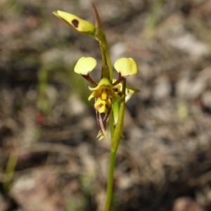 Diuris sulphurea at Majura, ACT - suppressed