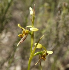 Diuris sulphurea at Majura, ACT - suppressed