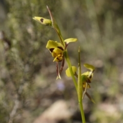 Diuris sulphurea at Majura, ACT - suppressed