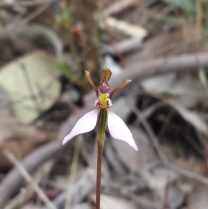 Eriochilus cucullatus at Canberra Central, ACT - 29 Mar 2016