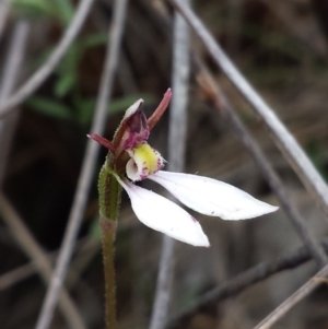 Eriochilus cucullatus at Canberra Central, ACT - suppressed