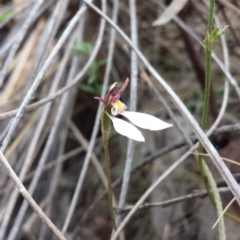 Eriochilus cucullatus at Canberra Central, ACT - suppressed