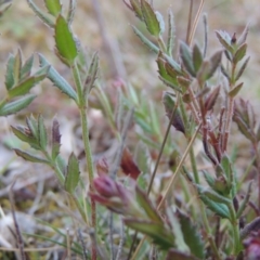 Gonocarpus tetragynus at Theodore, ACT - 6 Sep 2014 06:05 PM