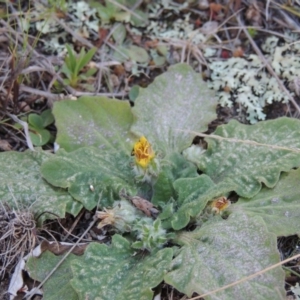 Cymbonotus sp. (preissianus or lawsonianus) at Theodore, ACT - 6 Sep 2014 06:30 PM