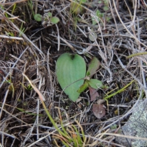 Eriochilus cucullatus at Theodore, ACT - suppressed