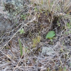 Eriochilus cucullatus at Theodore, ACT - suppressed