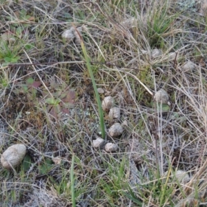 Microtis sp. at Tuggeranong Hill - suppressed