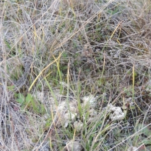 Microtis sp. at Tuggeranong Hill - suppressed