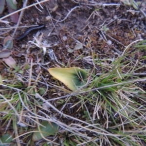 Eriochilus cucullatus at Tuggeranong Hill - suppressed