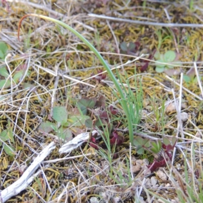 Microtis sp. (Onion Orchid) at Theodore, ACT - 6 Sep 2014 by MichaelBedingfield