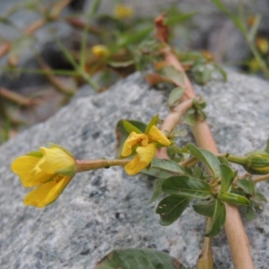 Ludwigia peploides subsp. montevidensis at Yarralumla, ACT - 24 Mar 2016