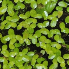 Lemna disperma (Common Duck-weed) at Yarralumla, ACT - 24 Mar 2016 by michaelb