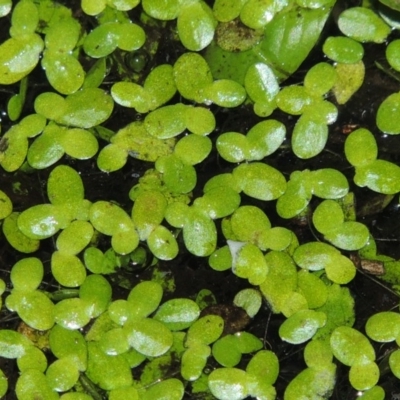 Lemna disperma (Common Duck-weed) at Yarralumla, ACT - 24 Mar 2016 by michaelb