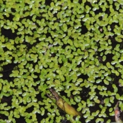 Lemna disperma at Yarralumla, ACT - 24 Mar 2016