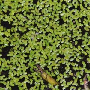 Lemna disperma at Yarralumla, ACT - 24 Mar 2016 08:40 PM