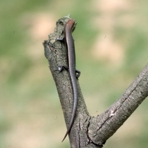 Lampropholis delicata at Mayfield, NSW - 28 Jan 1976 12:00 AM