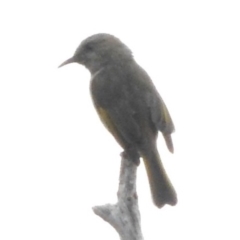 Phylidonyris pyrrhopterus (Crescent Honeyeater) at Fadden, ACT - 27 Mar 2016 by RyuCallaway