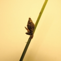 Schoenoplectus pungens (Common Three-Square) at Pine Island to Point Hut - 30 Mar 2016 by michaelb