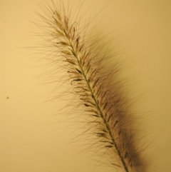 Cenchrus purpurascens (Swamp Foxtail) at Bonython, ACT - 30 Mar 2016 by michaelb