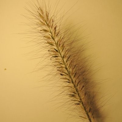 Cenchrus purpurascens (Swamp Foxtail) at Bonython, ACT - 30 Mar 2016 by MichaelBedingfield