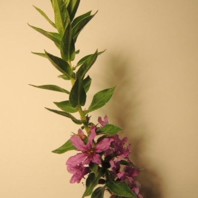 Lythrum salicaria (Purple Loosestrife) at Bonython, ACT - 30 Mar 2016 by michaelb