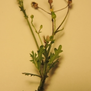 Senecio bathurstianus at Bonython, ACT - 30 Mar 2016