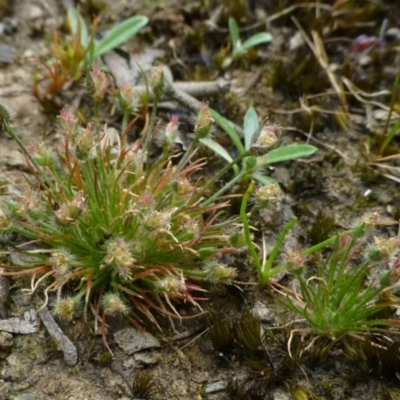 Centrolepis strigosa (Hairy Centrolepis) at Bruce, ACT - 21 Oct 2014 by RWPurdie