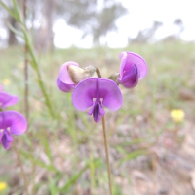 Swainsona sericea (Silky Swainson-Pea) at Tennent, ACT - 15 Oct 2003 by MichaelBedingfield