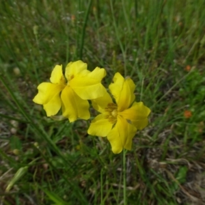 Goodenia pinnatifida at Canberra Central, ACT - 26 Oct 2014