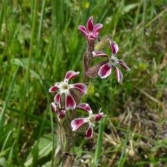 Silene gallica var. quinquevulnera (Five-wounded Catchfly) at Canberra Central, ACT - 25 Oct 2014 by RWPurdie