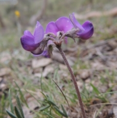 Swainsona sericea (Silky Swainson-Pea) at Tennent, ACT - 20 Oct 2014 by michaelb