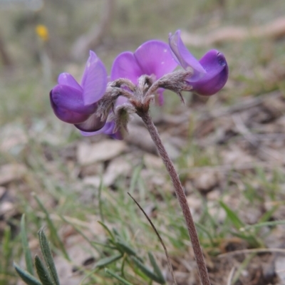 Swainsona sericea (Silky Swainson-Pea) at Tennent, ACT - 20 Oct 2014 by MichaelBedingfield
