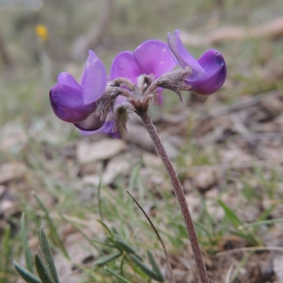 Swainsona sericea (Silky Swainson-Pea) at Tennent, ACT - 20 Oct 2014 by michaelb