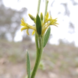 Pimelea curviflora at Tennent, ACT - 20 Oct 2014 06:12 PM