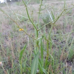 Rumex dumosus (Wiry Dock) at Pine Island to Point Hut - 28 Oct 2014 by michaelb