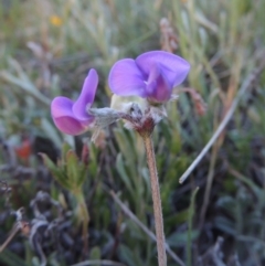 Swainsona sericea (Silky Swainson-Pea) at Pine Island to Point Hut - 28 Oct 2014 by michaelb