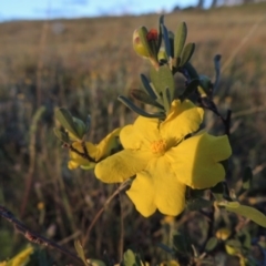 Hibbertia obtusifolia (Grey Guinea-flower) at Barneys Hill/Mt Stranger - 28 Oct 2014 by MichaelBedingfield