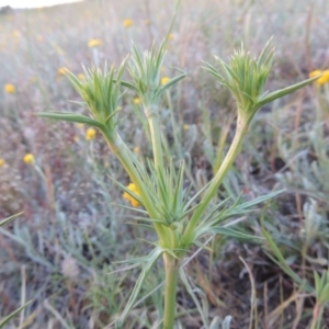 Eryngium ovinum at Bonython, ACT - 28 Oct 2014