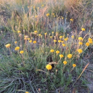 Leptorhynchos squamatus at Bonython, ACT - 28 Oct 2014