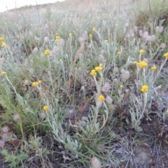 Chrysocephalum apiculatum (Common Everlasting) at Pine Island to Point Hut - 28 Oct 2014 by michaelb