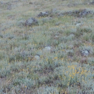 Chrysocephalum apiculatum at Bonython, ACT - 28 Oct 2014 07:31 PM