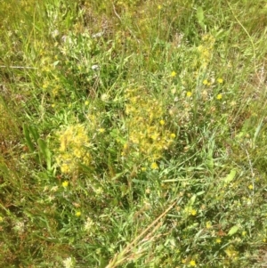 Drosera sp. at Ngunnawal, ACT - 29 Oct 2014 02:17 PM