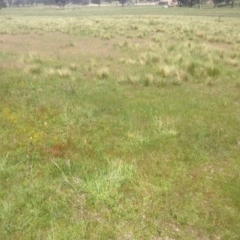 Drosera sp. at Ngunnawal, ACT - 29 Oct 2014 02:17 PM