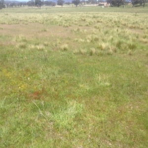 Drosera sp. at Ngunnawal, ACT - 29 Oct 2014 02:17 PM