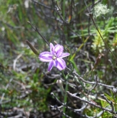 Thysanotus patersonii (Twining Fringe Lily) at Goorooyarroo NR (ACT) - 29 Oct 2014 by lyndsey